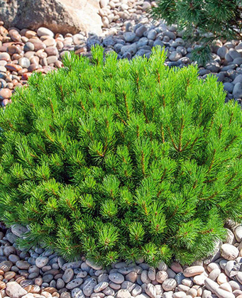 Сосна горная Пумилио (Pinus mugo 'Pumilio') (карикоми)