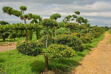 Боярышник полумягкий НИВАКИ