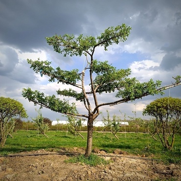 Яблоня сибирская (Malus baccata) НИВАКИ