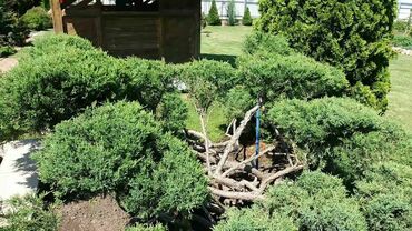 Можжевельник казацкий Блю Дануб (Juniperus sabina 'Blue Danube') НИВАКИ