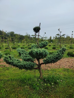 Можжевельник скальный Моффат Блю (Juniperus scopulorum 'Moffat Blue') НИВАКИ