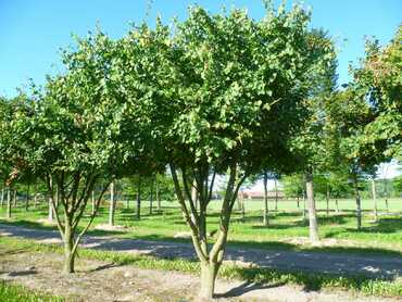 Липа мелколистная (Tilia cordata) ЗОНТ