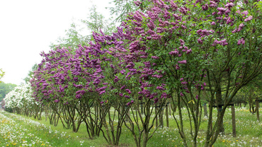 Сирень венгерская ЗОНТ