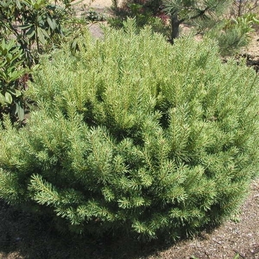 Сосна обыкновенная `Беувроненсис` (Pinus sylvestris `Beuvronensis`)