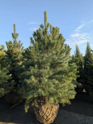 Сосна обыкновенная `Дирхэв` (Pinus sylvestris `DK/Dyrehave`)