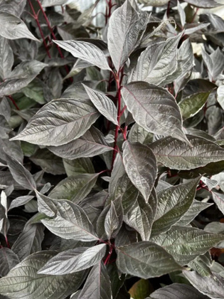 Дерен белый `Найтфолл` (Cornus alba `Nightfall`)