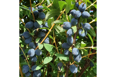 Жимолость `Бореал Бьюти` (Lonicera `Boreal Beauty`)