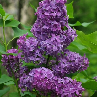 Сирень обыкновенная `Сумерки` (Syringa vulgaris `Sumerki`)
