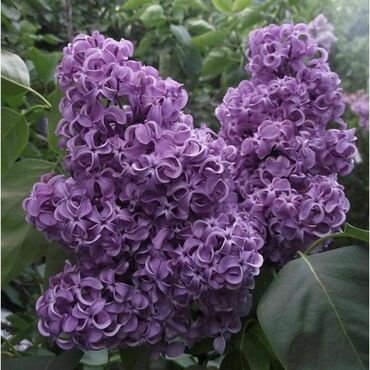 Сирень обыкновенная `Академик Курчатов` (Syringa vulgaris `Akademik Kurchatov`)