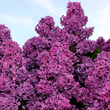 Сирень обыкновенная `Георгий Свиридов` (Syringa vulgaris `Georgy Sviridov`)