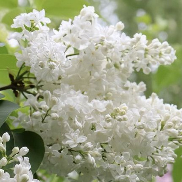 Сирень обыкновенная `Иней` (Syringa vulgaris `Iney`)