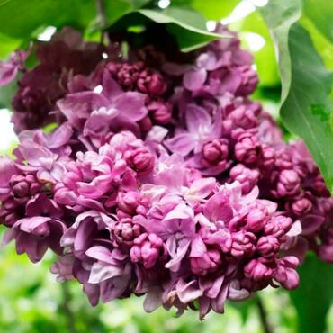 Сирень обыкновенная `Ирина Архипова` (Syringa vulgaris `Irina Arkhipova`)