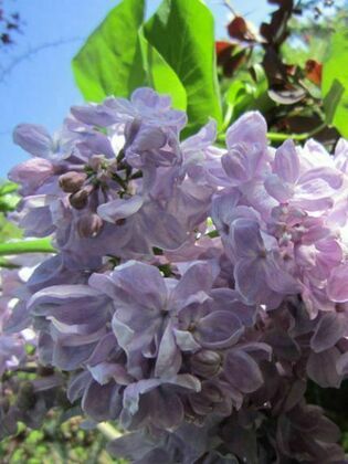 Сирень обыкновенная `Летний Сад` (Syringa vulgaris `Letniy sad`)