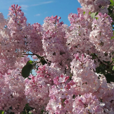 Сирень обыкновенная `Радмила` (Syringa vulgaris `Radmila`)