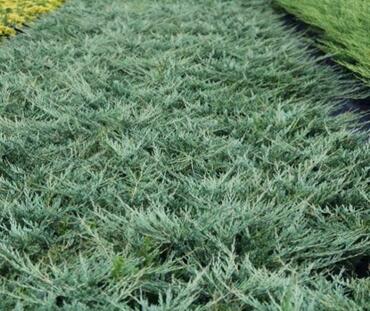 Можжевельник горизонтальный `Юкон Белль` Juniperus horizontalis `Yukon Belle`