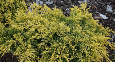 Можжевельник средний `Голден Саусер` (Juniperus pfitzeriana `Golden Saucer`)