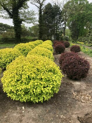 Пузыреплодник калинолистный Дартс Голд (Physocarpus opulifolius 'Dart's Gold')