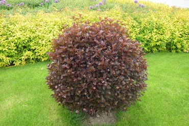 Пузыреплодник калинолистный Леди ин Ред (Physocarpus opulifolius 'Lady in Red')