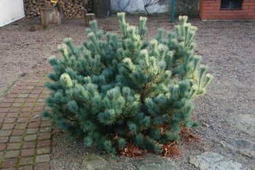 Кедровый стланик "Glauca"