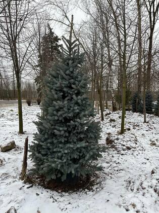 Ель колючая "Супер Блю" (Picea pungens "Super Blue")