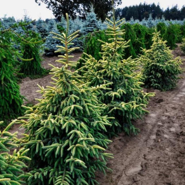 Ель черная (Picea mariana)