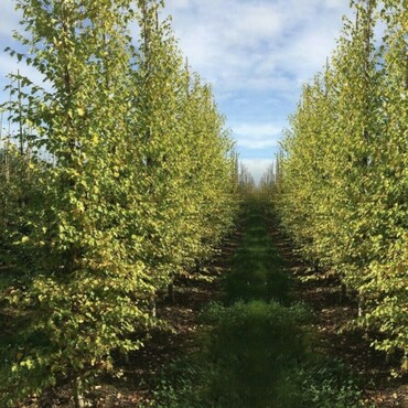 Береза повислая Шневердингер Голдбирке (Betula pendula 'Schneverdinger Goldbirke')