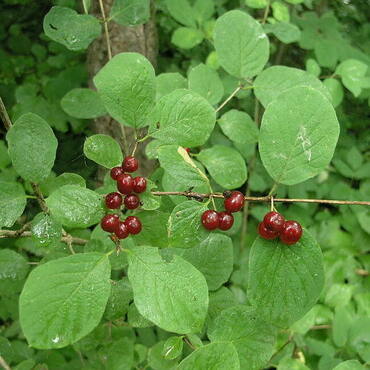 Жимолость обыкновенная (Lonicera xylosteum)