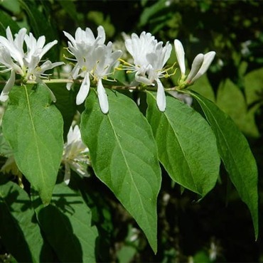 Жимолость Маака (Lonicera maackii)