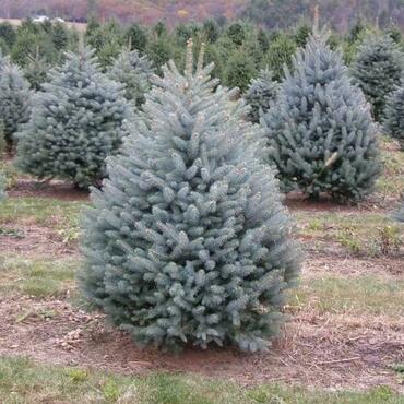 Ель колючая Мисти Блю (Picea pungens 'Misty Blue') (форма конус)
