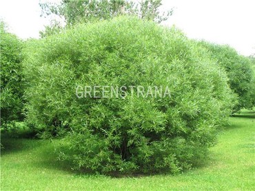 Ива ломкая шаровидная (Salix fragilis 'Bullata')