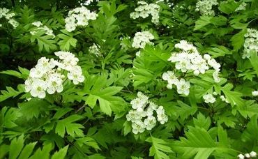 Боярышник перистонадрезанный (Crataegus pinnatifida)
