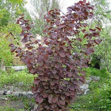 Лещина пурпурная Академик Яблоков (Corylus avellana 'Akademik Yablokov')