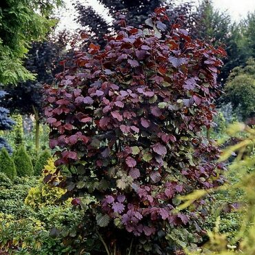 Лещина обыкновенная Ивантеевский Пурпурный (Corylus avellana 'Ivanteevskiy Purpurniy')