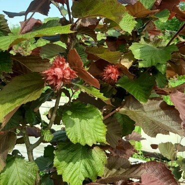 Лещина обыкновенная Ивантеевский Конфетный (Corylus avellana 'Ivanteevskiy Konfetniy')