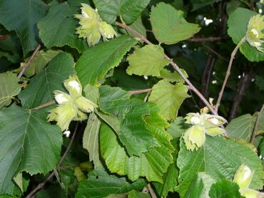 Лещина обыкновенная Московский Ранний (Corylus avellana 'Moskovskiy Ranniy')