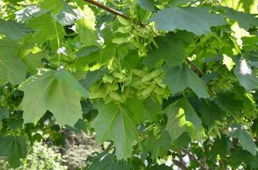 Клен остролистный 'Mauritz Upright'