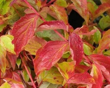 Дерен кроваво-красный (Cornus sanguinea)