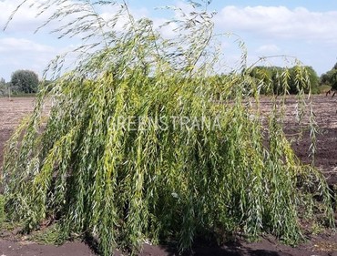 Ива Водопад (Salix 'Vodopad')