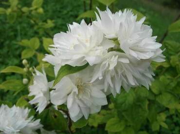 Чубушник Минесота Сноуфлейк (Philadelphus 'Minnesota Snowflake')