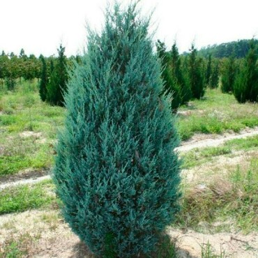 Можжевельник скальный Мунглоу (Juniperus scopulorum 'Moonglow') ЭКСТРА