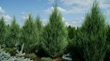 Можжевельник скальный Скайрокет (Juniperus scopulorum 'Skyrocket') ЭКСТРА