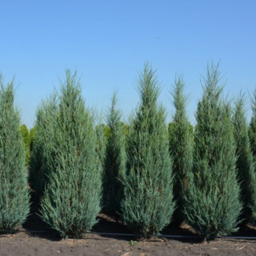 Можжевельник скальный Блю Эрроу (Juniperus scopulorum 'Blue Arrow') ЭКСТРА