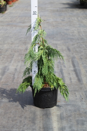 Кипарисовик нутканский