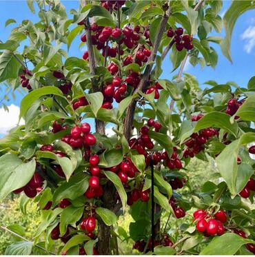 Кизил обыкновенный (Cornus mas)