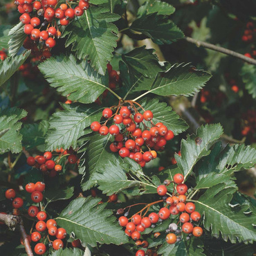 Рябина дуболистная