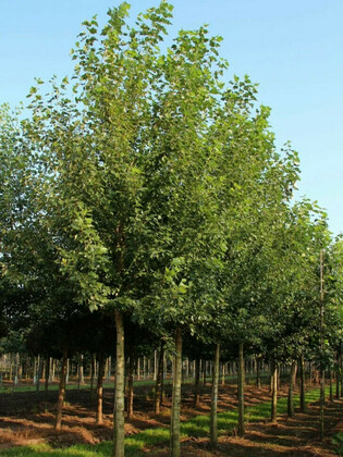 Тополь канадский (Populus × canadensis)