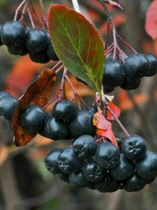 Арония Мичурина Амит (Aronia mitschurinii 'Amit')