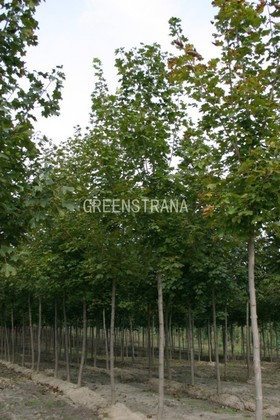 Клен остролистный (Acer platanoides)