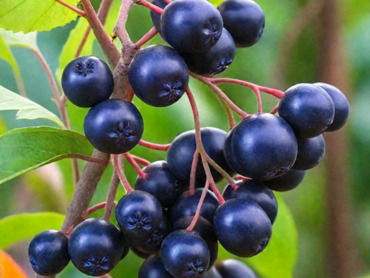 Арония сливолистная Неро (Aronia × prunifolia 'Nero')