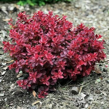 Барбарис Тунберга Файербол (Berberis thunbergii 'Fireball')